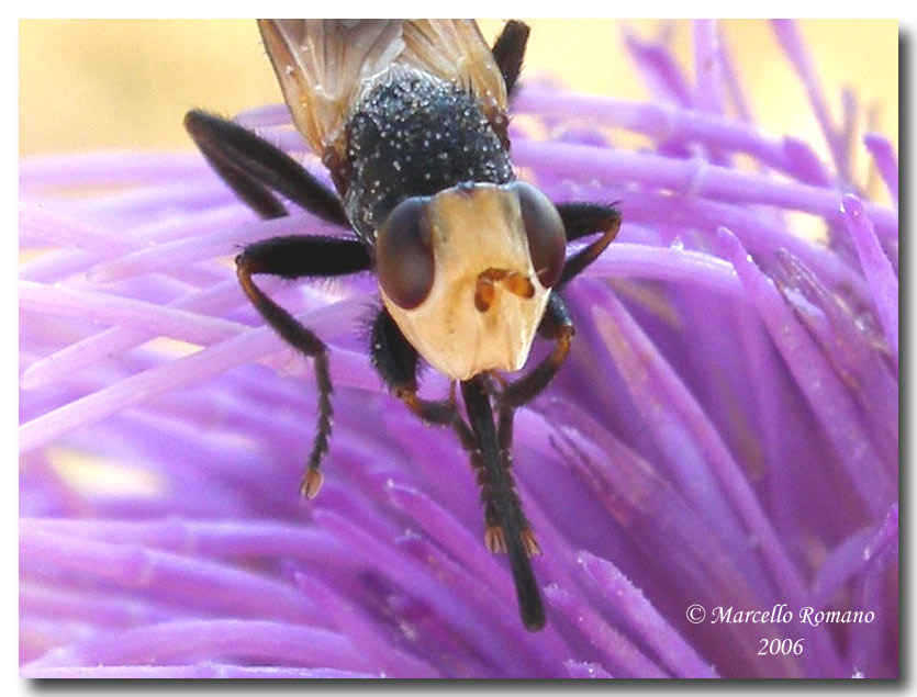 X-Fly  :  Melanosoma bicolor (Conopidae)